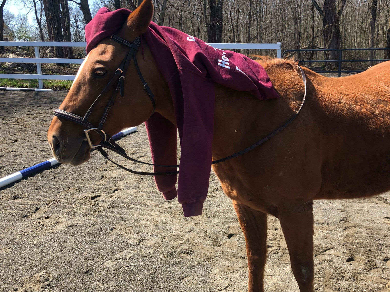 Horse in the pasture at Sunset Acres