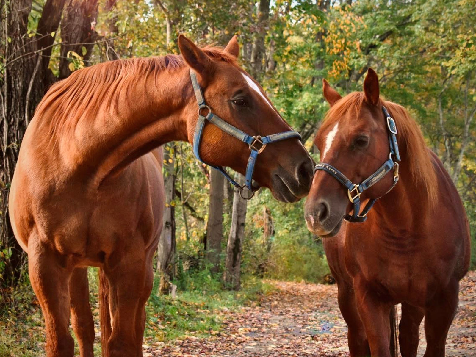 Riding lesson in the arena