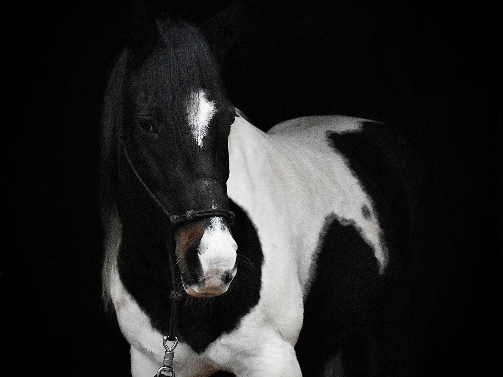 Kids at summer camp with a horse