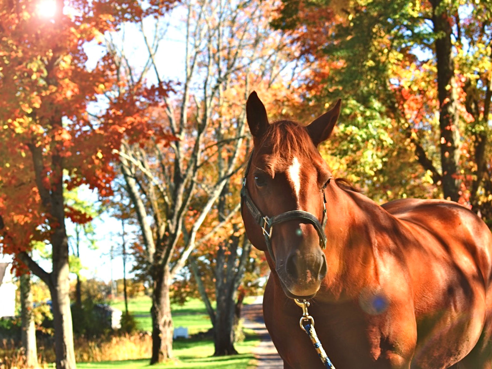 Sunset Acres barn and fields
