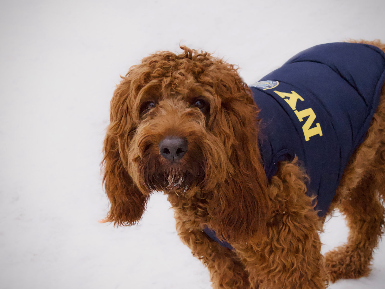 Birthday party at the farm